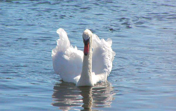 Swan Kalahamsa_600pxX378px_001 Swan Kalahamsa Symbol Of Enlightenment